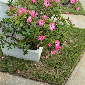 Desert rose picotee starter plant **(ALL starter plants require you to purchase any 2 plants!)**