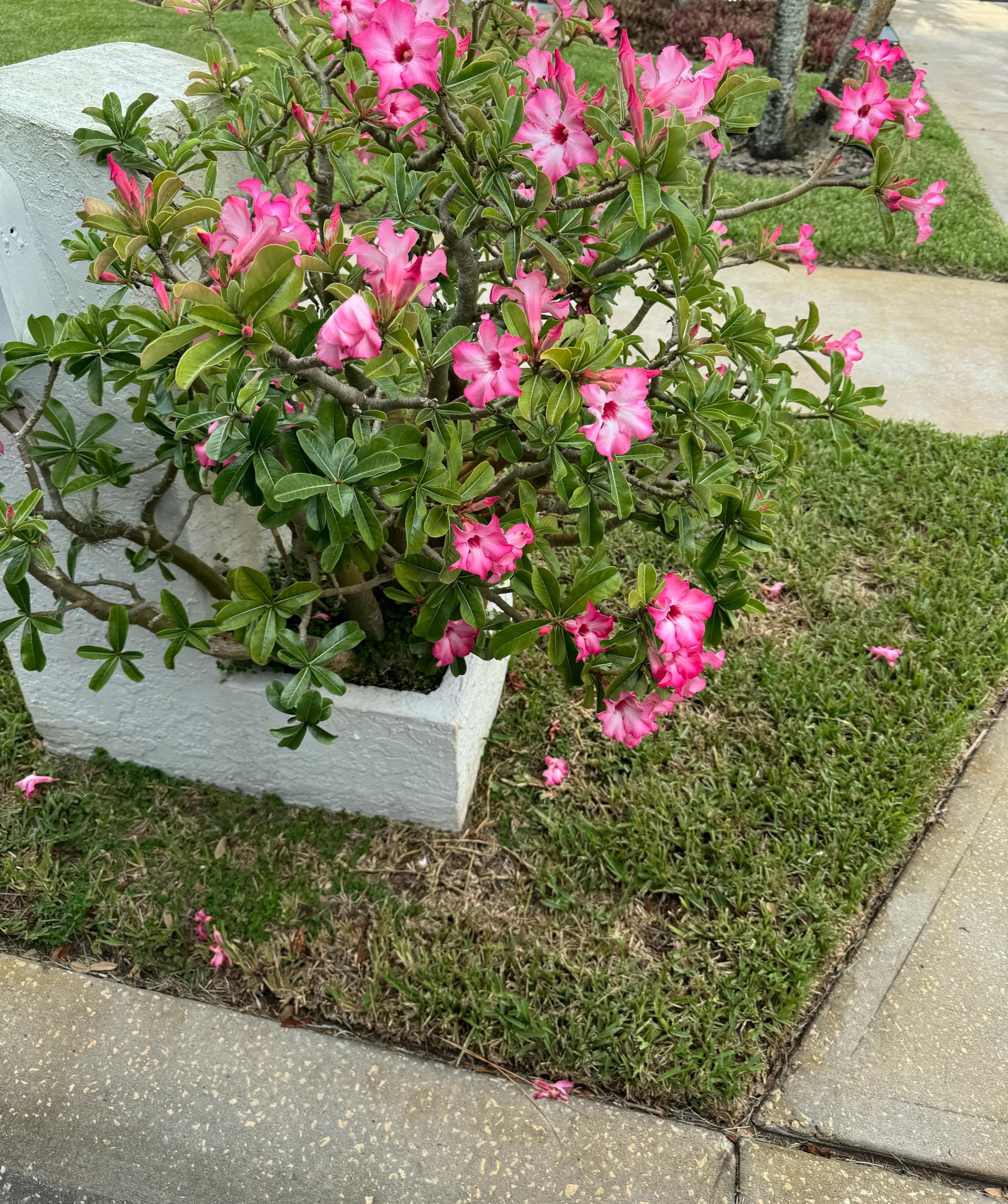 Desert rose picotee 2” pot **(ALL starter plants require you to purchase any 2 plants!)**