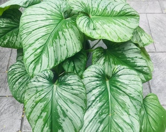 Philodendron Pastazanum Silver Starter Plant (preorder) (ALL STARTER PLANTS require you to purchase 2 plants!)