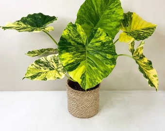 Alocasia Gageana aurea Starter Plant (ALL STARTER PLANTS require you to purchase 2 plants!)