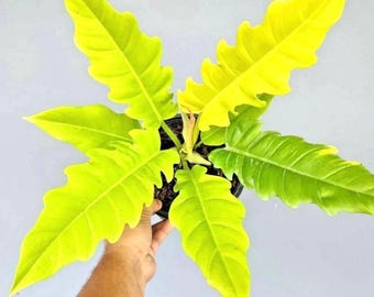 Philodendron Gold Saw starter plant **(ALL plants require you to purchase ANY 2 plants!)**