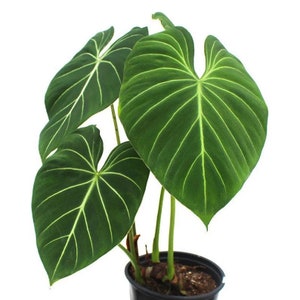 Philodendron gloriosum Starter Plant (ALL STARTER PLANTS require you to purchase 2 plants!)