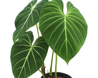 Philodendron gloriosum Starter Plant (ALL STARTER PLANTS require you to purchase 2 plants!)