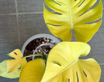 Monstera Super Golden Starter Plant (ALL STARTER PLANTS Require