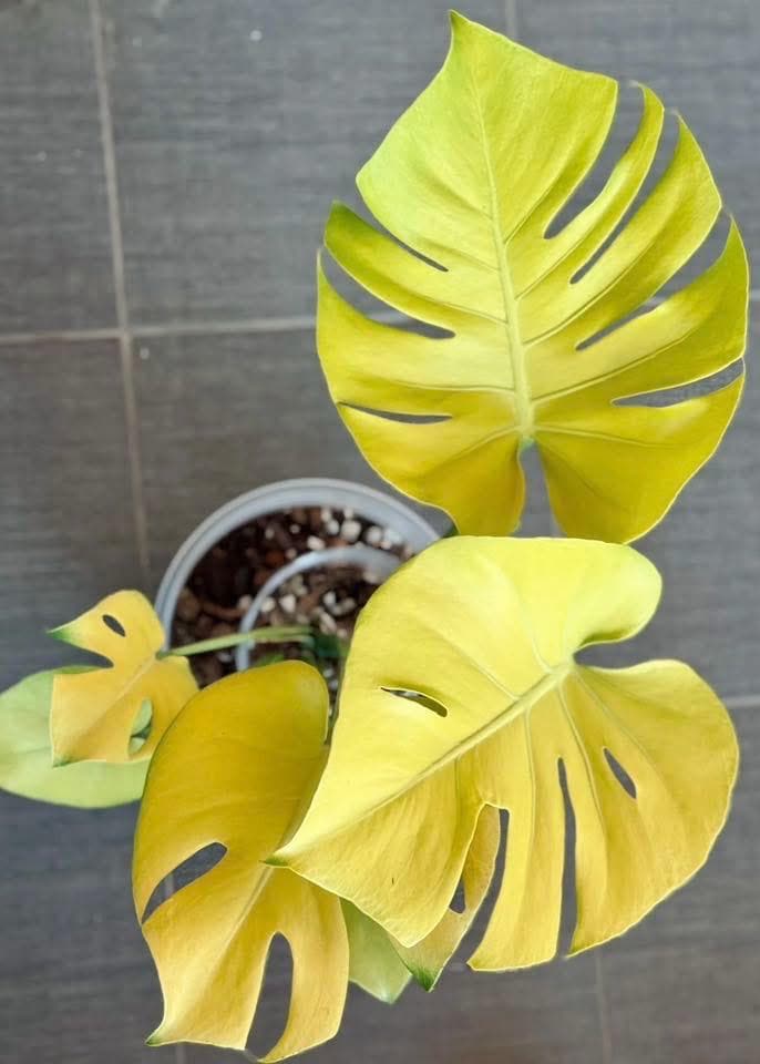Monstera Super Golden 4” Pot (ALL STARTER PLANTS Require You to