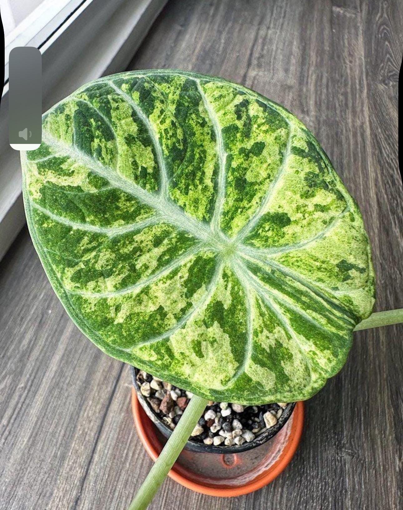 Ninja Tricolor Alocasia - Etsy