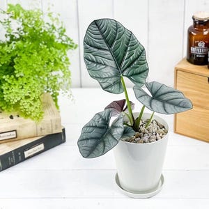 Alocasia nebula Elaine Starter Plant (ALL STARTER PLANTS require you to purchase 2 plants!)