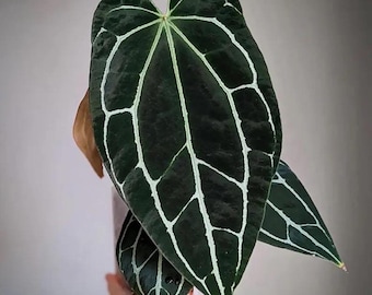 Anthurium Crystallinum Dark form starter plant **(ALL plants require you to purchase ANY 2 plants!)**