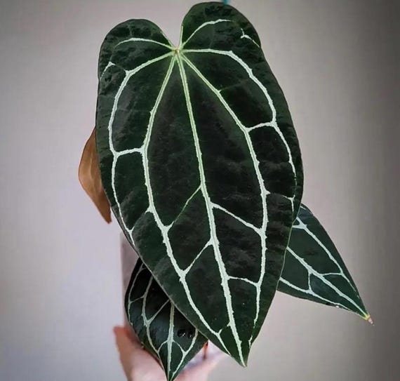 Anthurium Crystallinum Dark Form Starter Plant **(ALL Plants