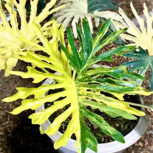 May include: A variegated Monstera Deliciosa plant with green and yellow leaves in a white pot. The leaves have a unique, ruffled texture.