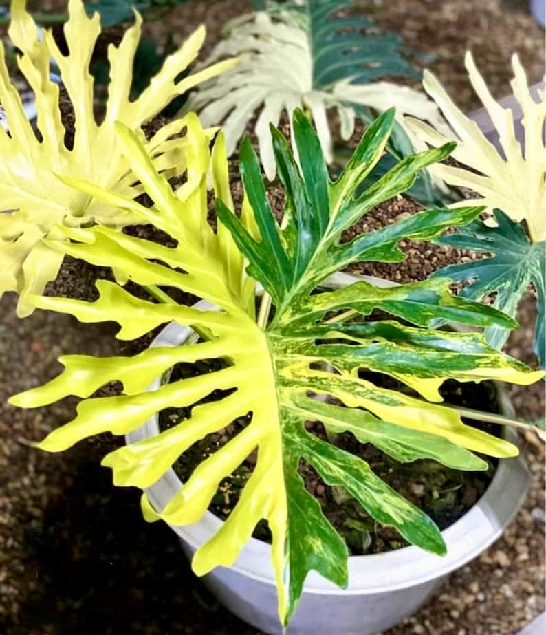 May include: A variegated Monstera Deliciosa plant with green and yellow leaves in a white pot. The leaves have a unique, ruffled texture.