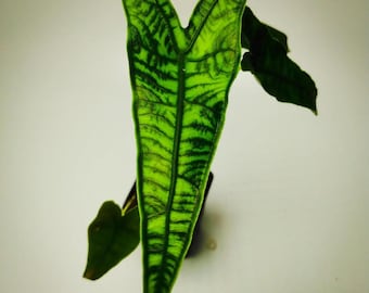 Alocasia Reticulata Starter Plant (all starter plants require the purchase of two plants; they can be any two)