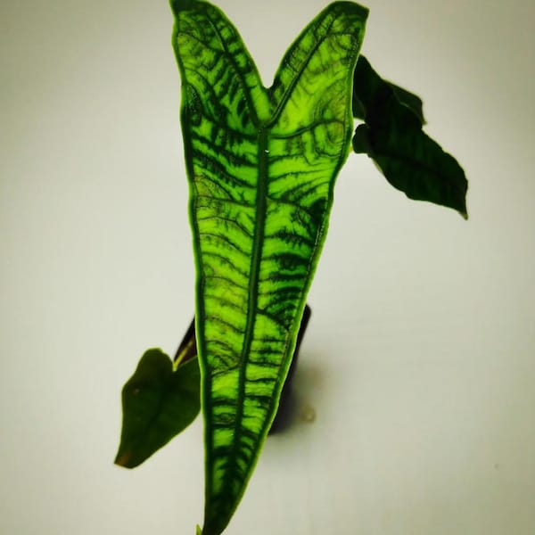 Alocasia Reticulata Starter Plant (all starter plants require the purchase of two plants; they can be any two)