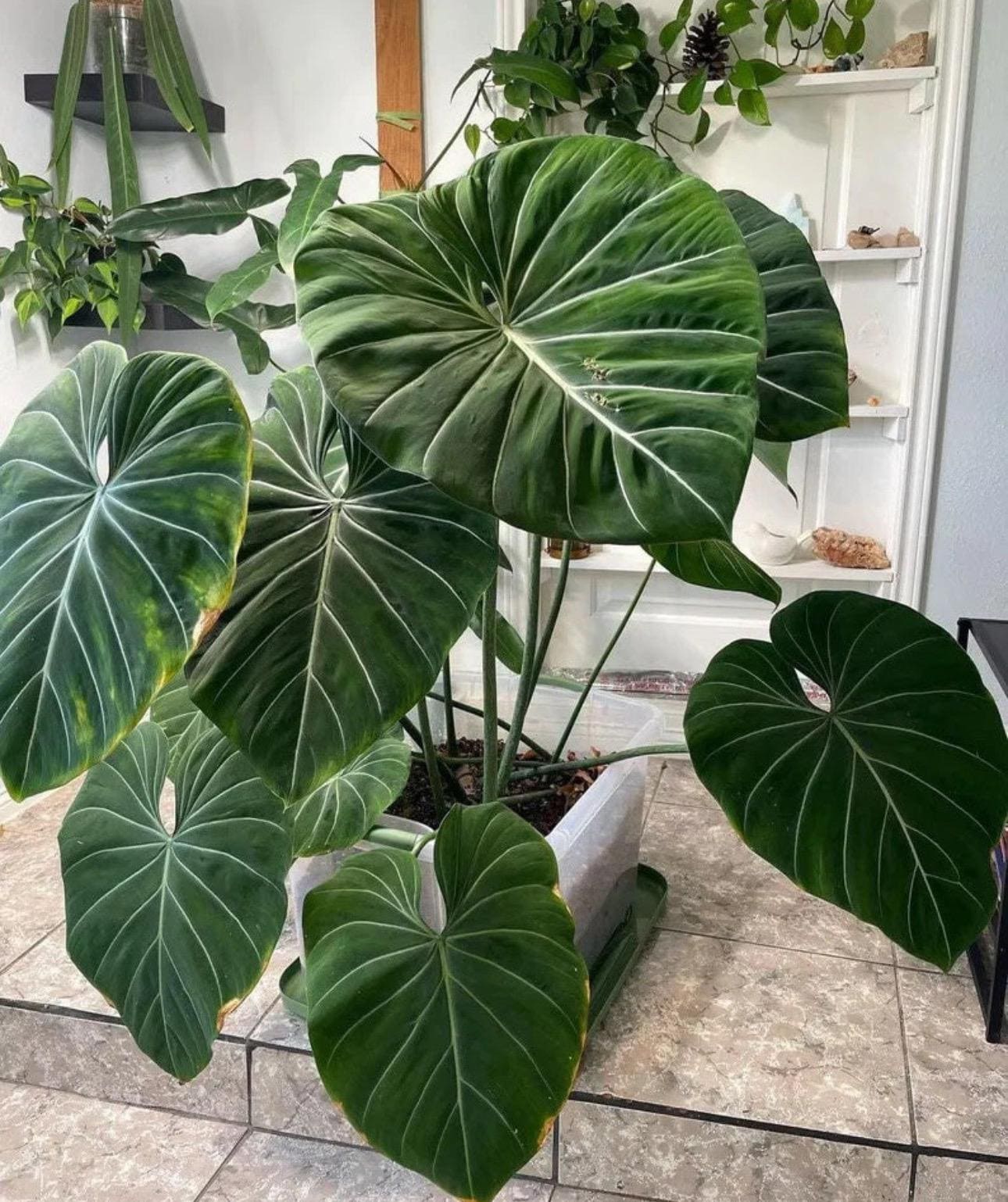 その他観葉植物 Philodendron Gloriosum Zebra Philodendron Zebra Gloriosum Starter Plant (ALL STARTER PLANTS
