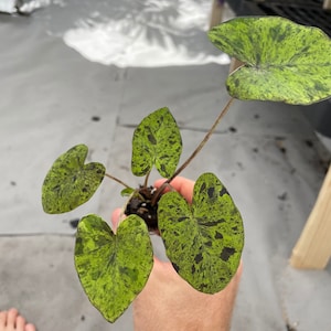 Colocasia Mojito "Esculenta" Elephant Ear Starter Plant. **ALL starter plants require you to purchase 2 plants! ** image 3