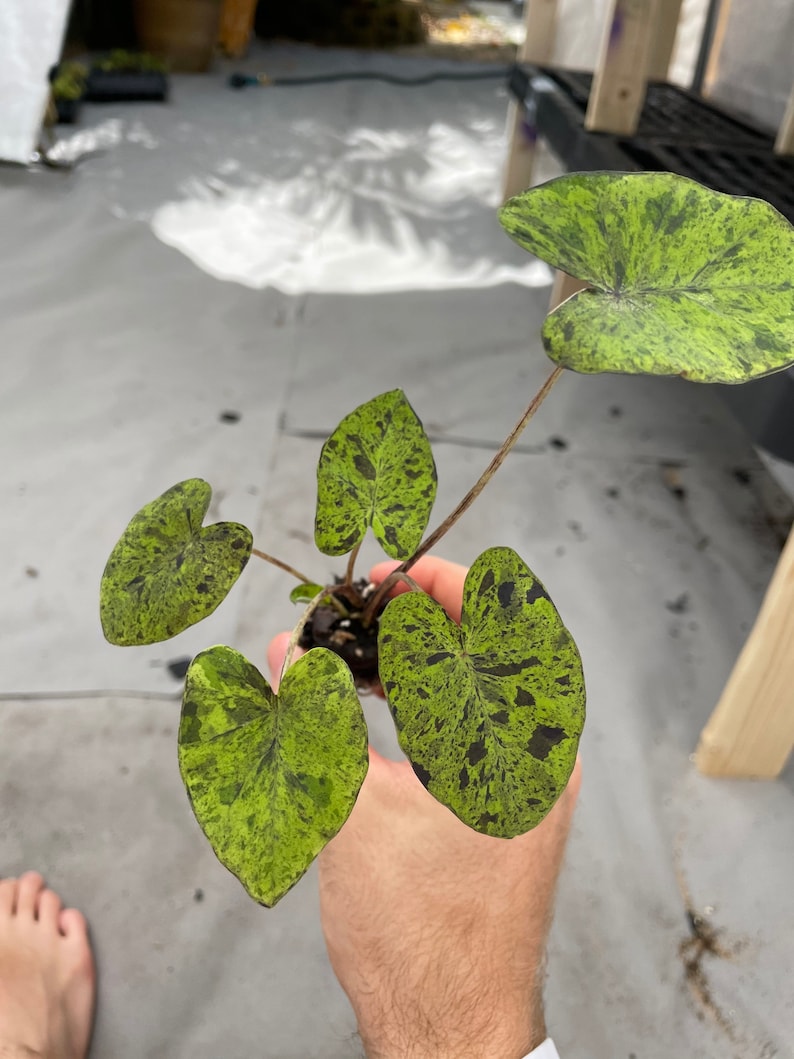 Colocasia Mojito "Esculenta" Elephant Ear Starter Plant. **ALL starter plants require you to purchase 2 plants! ** image 3