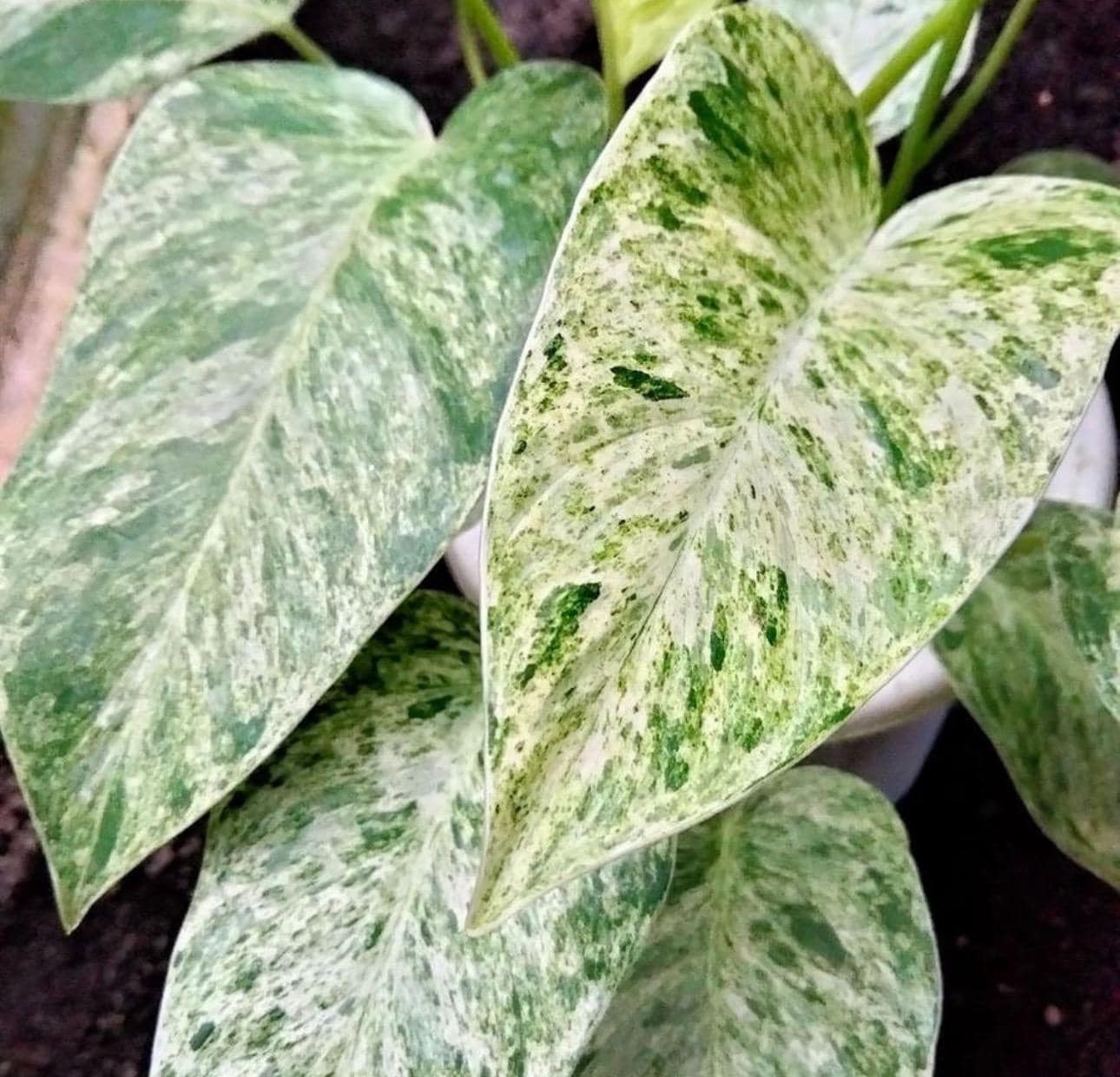 Philodendron Giganteum Starter Plant **(ALL Plants Require You to Purchase  ANY 2 Plants!)** - Etsy