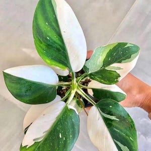 Philodendron White Wizard starter plant (ALL STARTER PLANTS require you to purchase 2 plants!)