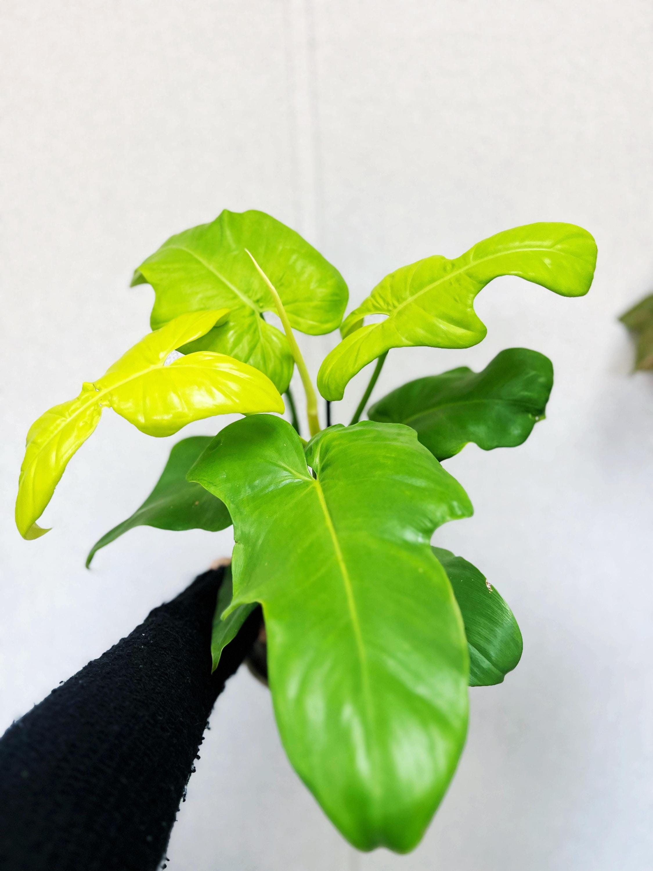 Philodendron bipennifolium aurea 2 pot (ALL STARTER PLANTS require you to  purchase 2 plants!)