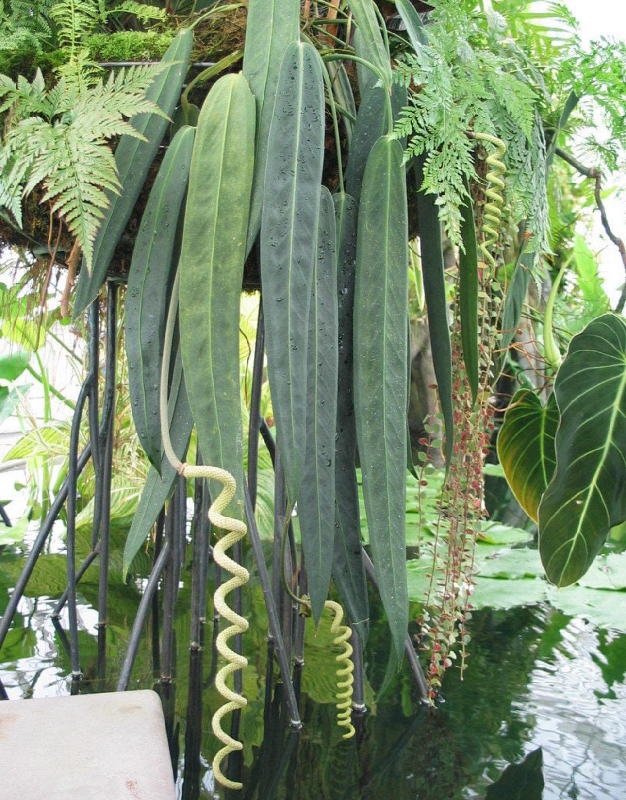 Anthurium wendlengeri Starter Plant (ALL STARTER PLANTS require you to  purchase 2 plants!)