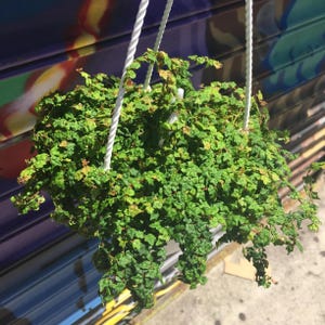 May include: A hanging planter filled with a lush green plant with small leaves. The plant is cascading over the edges of the planter, creating a full and overflowing look.