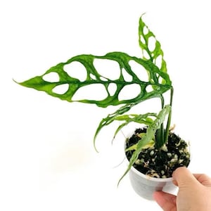 Monstera Obliqua peru Starter Plant (ALL STARTER PLANTS require you to purchase 2 plants!)