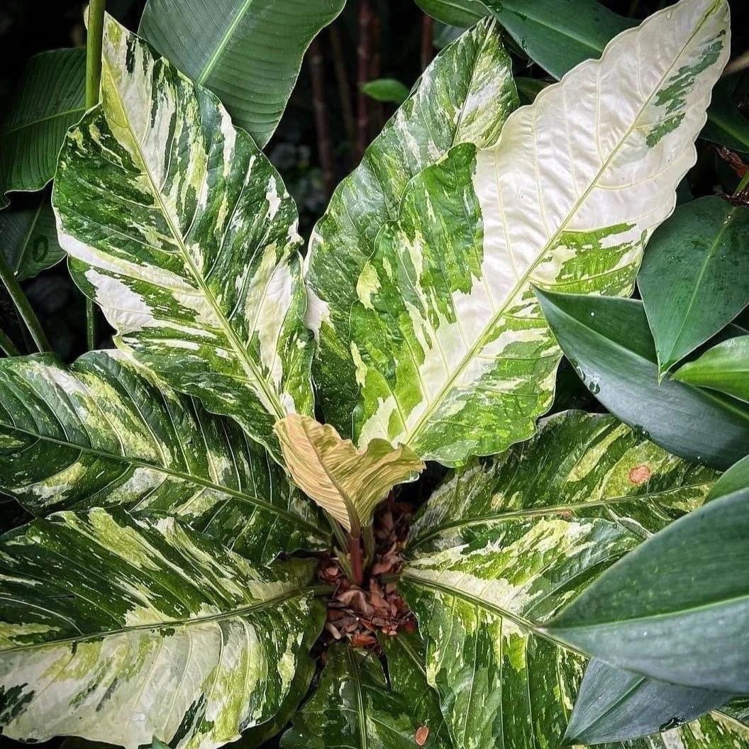 Anthurium Variegated Hookeri 4 Pot (ALL STARTER PLANTS Require You to  Purchase 2 Plants!) - Etsy