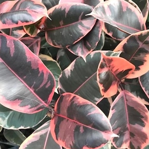 Ficus Tineke “Belize” rubber tree starter plant **(ALL plants require you to purchase ANY 2 plants!)**