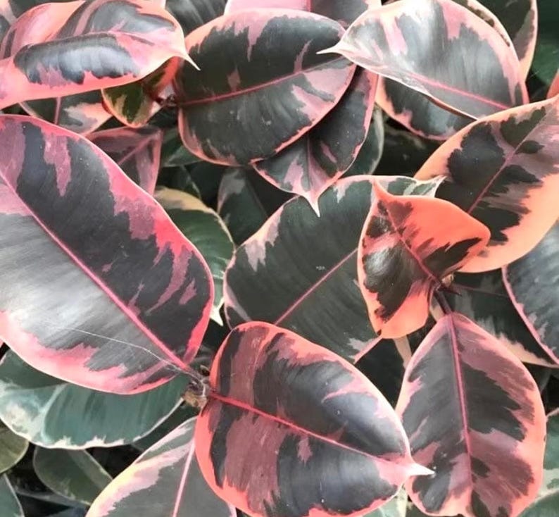 SunshineGreens Ficus Tineke Rubber Tree