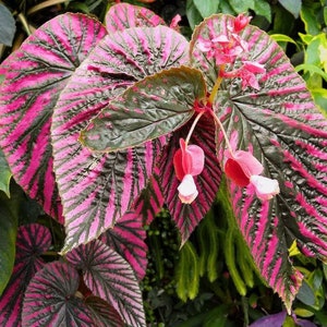 Begonia brevirimosa subsp. Exotica Starter Plant (ALL STARTER PLANTS require you to purchase 2 plants!