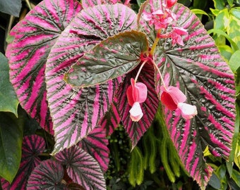 Begonia brevirimosa subsp. Exotica Starter Plant (ALL STARTER PLANTS require you to purchase 2 plants!