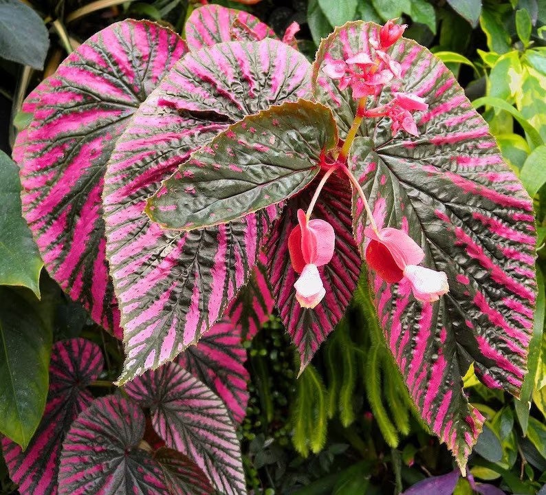 Begonia brevirimosa subsp. Exotica Starter Plant ALL STARTER PLANTS require you to purchase 2 plants afbeelding 1