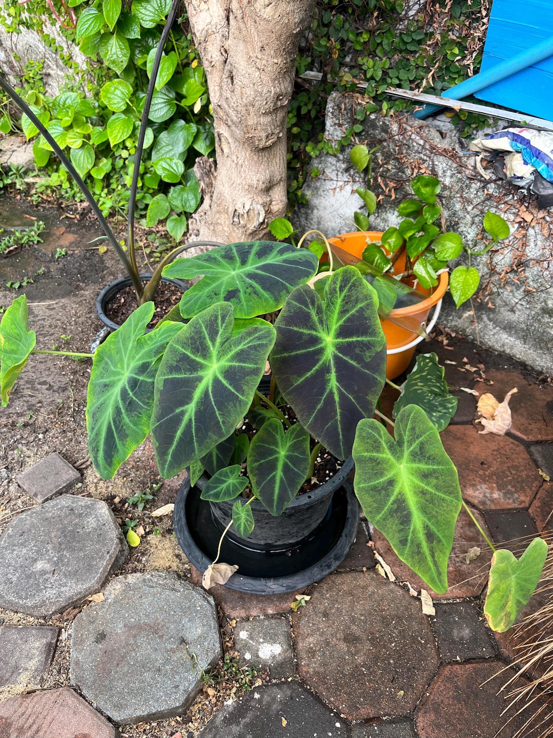 Colocasia Black Beauty Starter Plant (ALL STARTER PLANTS Require