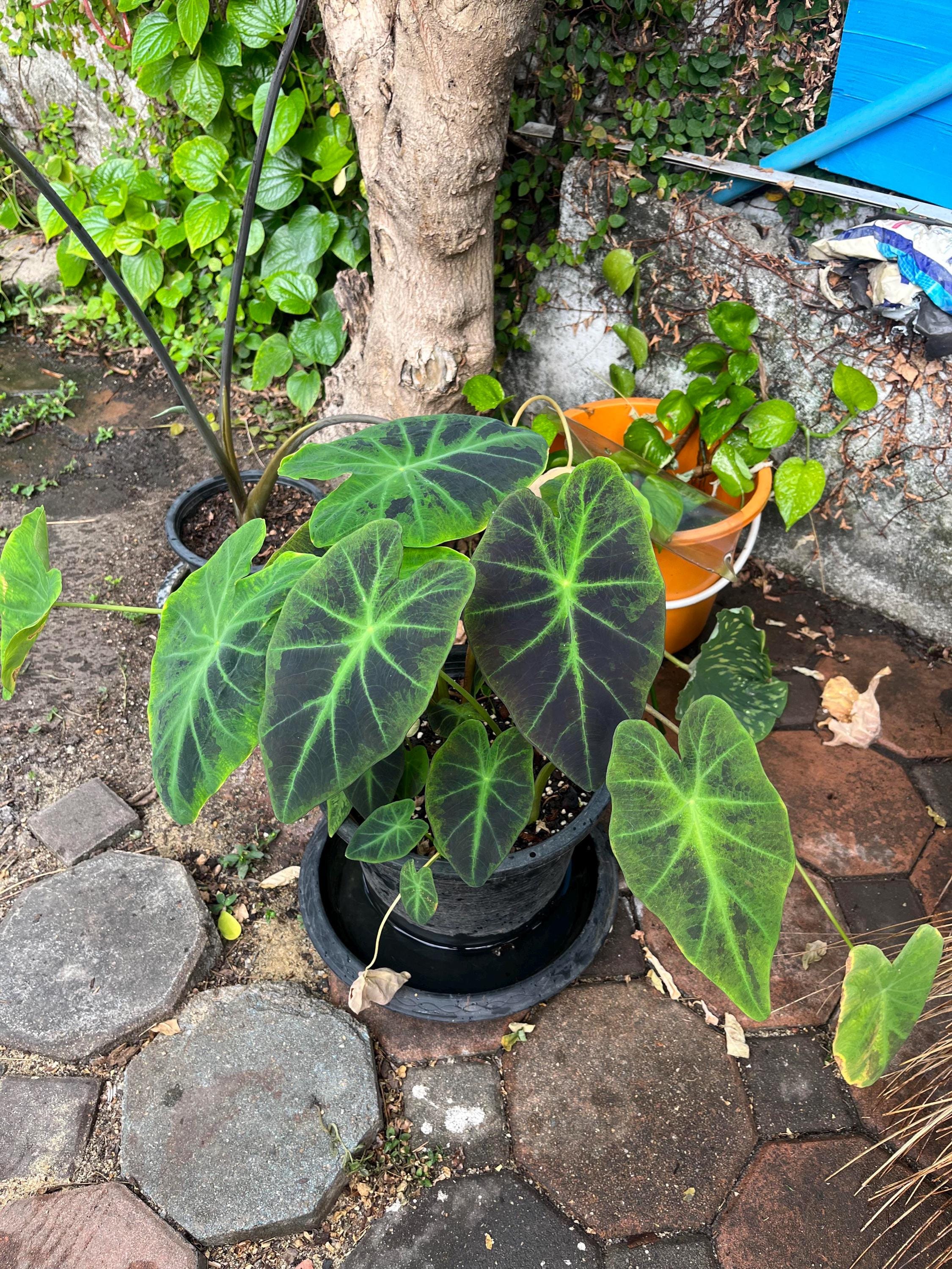 メキシコ　アレブリヘ　コヨーテ　ブラック×ピンク Colocasia Black Beauty Starter Plant (ALL STARTER PLANTS Require
