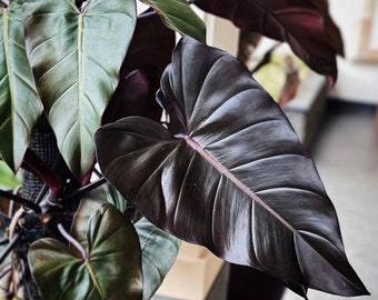 Philodendron Black Gold Starter Plant **(ALL Plants Require You to Purchase  ANY 2 Plants!)** - Etsy