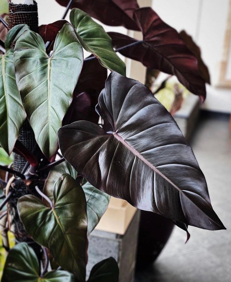 SunshineGreens Philodendron Dark Lord Plant