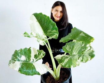 Alocasia Macro Variegata Starter Plant (ALL STARTER PLANTS require you to purchase 2 plants!)