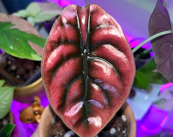 Alocasia その他観葉植物 Cuprea of House - cm 12 Ø – Variegata Pink Secret' 'Red Cuprea Alocasia Var Pink Secret Red その他観葉植物