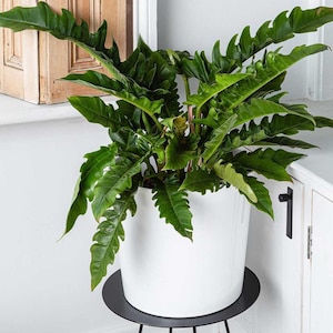 Philodendron jungle boogie/tiger tooth/narrow Starter Plant (ALL STARTER PLANTS require you to purchase 2 plants!)