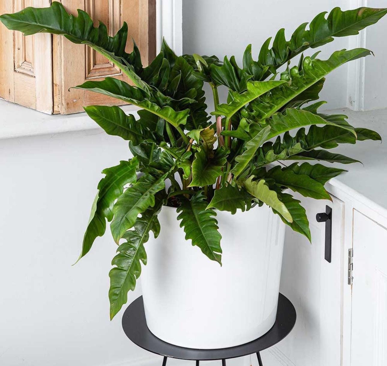 philodendron silver sword flower Philodendron Silver Sword