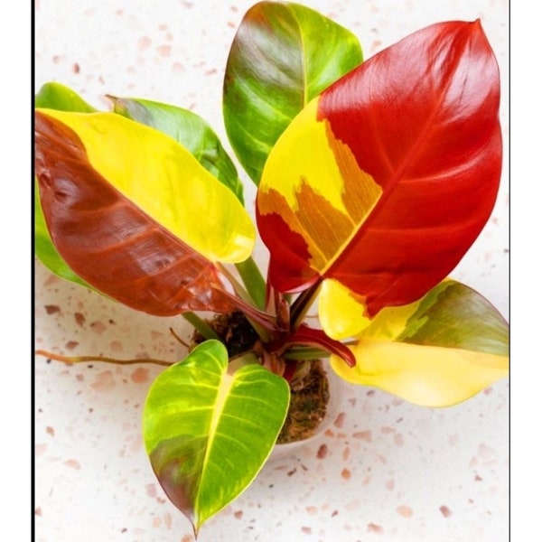 Philodendron Red Moon Starter Plant (ALL STARTER PLANTS require you to purchase 2 plants!)