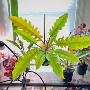 May include: A close-up of a yellow-green plant with large, textured leaves. The plant is potted and sitting on a glass table with other plants.