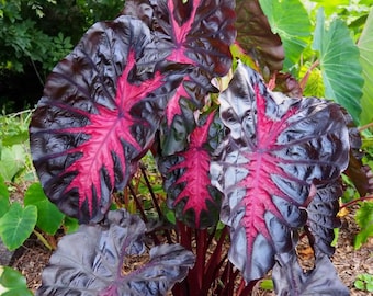 Colocasia Redemption starter plant **(ALL plants require you to purchase ANY 2 plants!)**