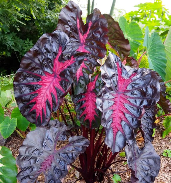 Colocasia Redemption starter plant **(ALL plants require you to purchase  ANY 2 plants!)**