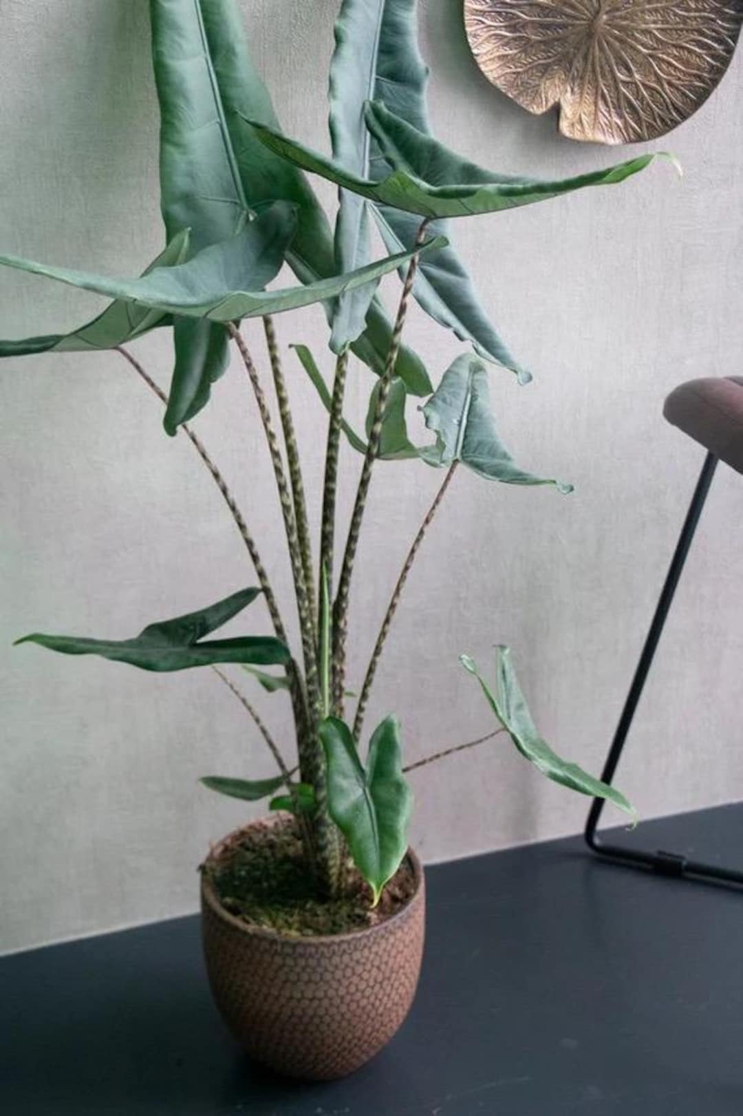 Alocasia Tigrina Superba Starter Plant (ALL STARTER PLANTS Require You to  Purchase 2 Plants!) - Etsy