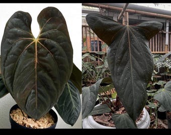 anthurium besseae aff x magnificum Anthurium Besseae x Magnificum – Lost in the Forrest main image 0