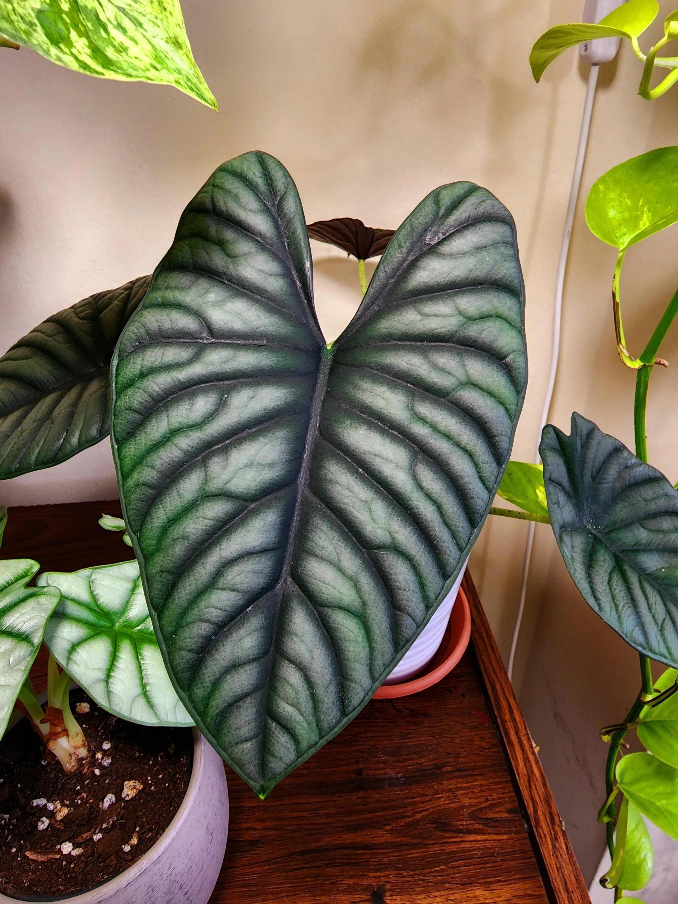 Alocasia Nebula Imperialis Starter Plant (ALL STARTER PLANTS