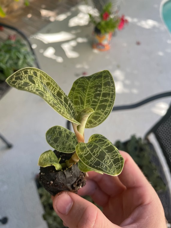 Jewel orchid cheap for sale