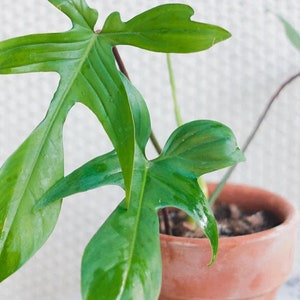 Philodendron Florida beauty green Starter Plant (ALL STARTER PLANTS require you to purchase 2 plants!)