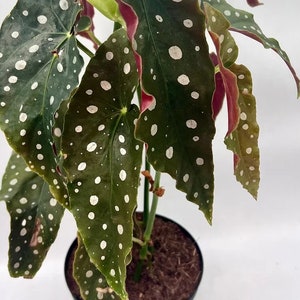 Plante de démarrage bégonia maculata (à pois blancs) (pour toutes les plantes de démarrage, vous devez en acheter deux)